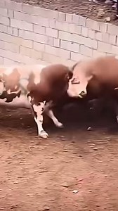 723K views · 1.8K reactions | Isso deveria ser revisto na fazenda! #trator #fazenda #pecuária | Vida na Fazenda | Facebook