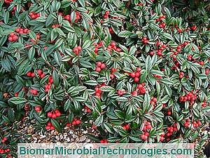 Burning Bush (Pyracantha), Cserje Kis Színű Golyókkal 💫 A Helyszín A Gyakorlati Kertészeti. 2025