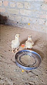 7.7K views · 125 reactions | Beautiful Aseel Chicks 朗#Aseel #cheema_aseel #foryoupage #aseellovers #viralreels #trendingreels #aseelmurga #aseelfighter #MianwaliAseel #reelsfb #rooster #murga #tiktok2024 #tiktok #chicks #birds #birdlovers #chickens #AseelFarm | Cheema Aseel | Facebook