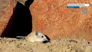 12K views · 155 reactions | Kyk hoe wikkel klaas se neus … Dis baie ongewoon om die nagdiertjies in die dag te gewaar. En dis g’n (dapper) muis. Hierdie is die Namibiese ronde-oor klaasneus. Video deur Martina Baumann van Swakopmund. Stuur JOU video vir ons kompetisie hier: q.my.na/jp1v #Kletsvideo2023 #Kletsvideo #Nature #AfricaNature | Republikein | Facebook