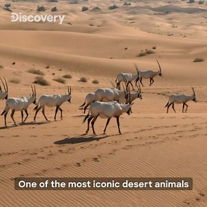 A journey of the iconic Arabian oryx enduring the #desert and surviving #extinction. | Discovery Channel Middle East