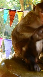 How baby monkey cried | Hello monkey