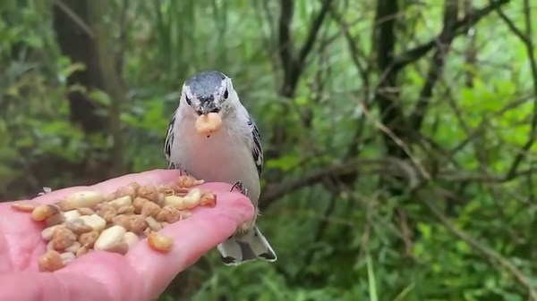 A female White-breasted Nuthatch visits the Hand of Snacks. She first selects a suet nugget but then decides to take a closer look at the offerings. One sunflower seed is so offensive to her that it gets ejected. The other snacks meet her high standards. | Jocelyn Anderson Photography