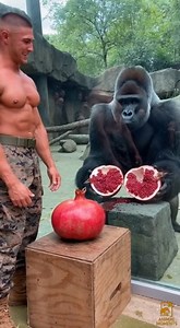 15M views · 184K reactions | A single pomegranate becomes the test. Same size. Same position. One shaped by training, the other by instinct. The difference shows in how it’s crushed. 轢 #TrainingVsInstinct #RawPower #StrengthTest #NatureVsHumanity | Animal Moments | Facebook
