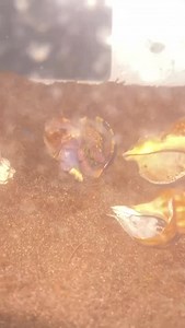 #hermitcrab #hermitcrabs #beachlife | Cayce McCauley