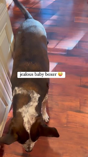When you have your jealous boxer 😜😜 Cute & funny! #miadagangwithemily #funnydogs #boxers | Mia & Da Gang With Emily