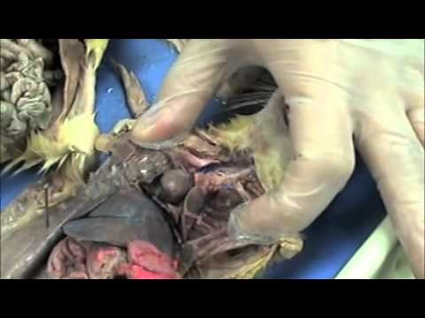 A&P Lab Pratical 1 Rat Dissection