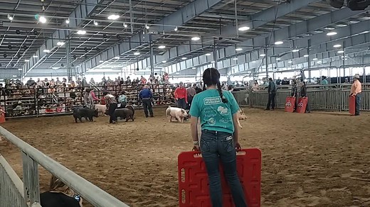 Swine show, Fort Bend County Fair | Fort Bend Herald | Facebook