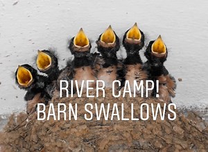 Hi there RIVER CAMPERS! Enjoy this peek into the mysterious bird-world of a family of Barn Swallows. Learn more about how to record your local bird life at:https://bit.ly/3e24f9E #RIVERCAMP #digitallearning | San Antonio River Authority