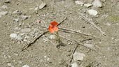 Petite fleur de pavot rouge seule poussant sur route asphaltée, vue...