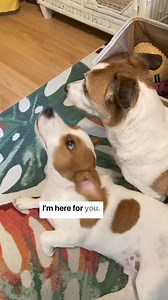 Had a very loud thunderstorm come through, so loud even Stink heard, and probably felt, it too. Stubbs took it upon himself to comfort Stink while I was busy working late. Stubbs was his thunder shirt •⁣⁣⁣⁣⁣⁣⁣⁣⁣⁣⁣⁣⁣⁣⁣⁣⁣⁣⁣⁣⁣⁣⁣⁣⁣⁣⁣⁣⁣⁣⁣⁣⁣⁣⁣⁣⁣⁣⁣⁣⁣⁣ 🎥 @mydogstink | Jack Russell Lovers