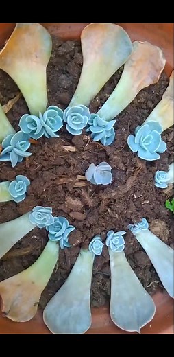 Propagating Echeveria from Leaves #echeveria #beauty #propagation #leaf #succulents #plants #reelsfb #reelsinstagram #reelsviral #foryou #Garden #AmaZing #plantsmakepeoplehappy | Decor & Beauty