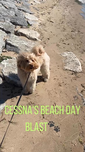 ☀️Cessna’s beach day makeover- hair down, wind-blown and sniffing geese leftovers like a Queen!🐾 #ReelCessna #PupQueen #BoutiquePup | The Ladies' Room