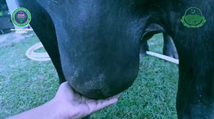 11 reactions | Govt of Punjab DGPR Punjab Government of Pakistan | Livestock and Dairy Development Department Punjab | Facebook