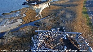 16K views · 521 reactions | Viewers of the Barnegat Light Osprey Cam...