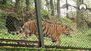 Bengal Tiger : Darjeeling Zoo #BengalTiger #darjeeling | Nepalgunj Gallery