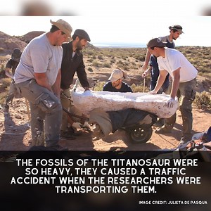 🦕 About 90 million years ago, a ginormous long-necked dinosaur measuring nearly 100 feet (30 meters) long lumbered through what is now Patagonia, Argentina. Learn more 👉 https://trib.al/nvlDvw7 | LiveScience