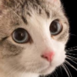 breadmaker_dough - Twitch