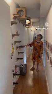 Chat malin 😻 | Lolcat