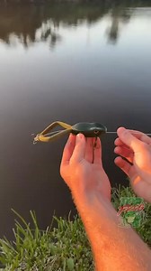 🐸🎣 The Strongest-Ever Topwater Lure. Dominate the surface and hook the big one! Meet Top Frog—ultra-realistic frog action with kicking legs that react on every pull, pre-rigged with a 100lb leader for a fast tie-on setup. No hassle, all thrill—your ultimate fishing upgrade! 🔥💦 | The Vibe Society
