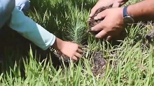 #MedioAmbiente🌿 Un nuevo estudio permitirá estimar la pérdida real de bosques y biodiversidad en Michoacán; en años anteriores se perdieron hasta 15 mil hectáreas anuales, informó SEMARNAT estatal. | Canal 13 Michoacán