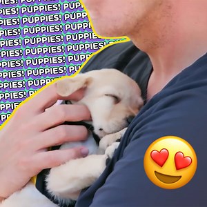 33K views · 711 reactions | The Cutest Compilation: The Try Guys with Animals! | The Try Guys | Facebook
