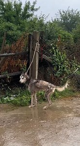 In a forgotten alley, a thin dog lay tied to a post, drenched, cold, and shaking under the relentless rain. His tangled fur clung to a fragile, bony body as water gathered beneath him on the pavement. Each quiet tremor revealed his hunger and exhaustion while he stayed completely still, waiting for someone to see him. Life hurried past without noticing his silent cry for help. 👉 Her tears spoke louder than words ever could. What happened next is unforgettable. 👉 Find out what happened next in