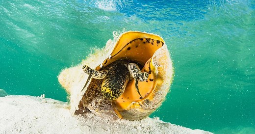 Protecting the Bahamian Queen Conch Fishery