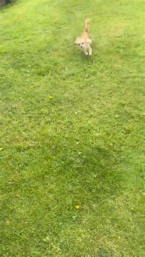 Norfolk Greyhound Rescue on Reels