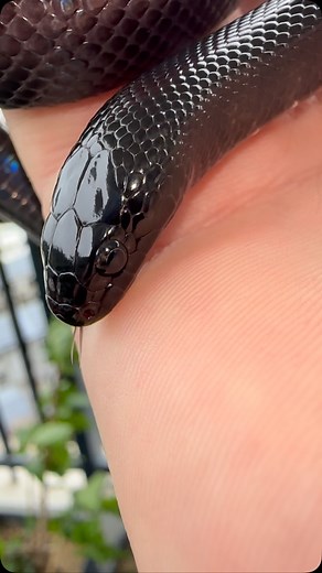 Mexican Black Kingsnake (Lampropeltis getula nigrita) Care Guide The Mexican Black Kingsnake (MBK) is a striking, jet-black, non-venomous snake known for its hardiness and relatively easy care. It is a subspecies of the common kingsnake and is popular among reptile keepers due to its stunning coloration and docile nature. 1. Enclosure & Habitat t•tSize: t•tHatchlings: 10-20 gallon enclosure t•tAdults: 40-gallon enclosure (minimum) t•tSubstrate: t•tAspen shavings, cypress mulch, or reptile-safe p