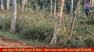 163K views · 3.5K reactions | पन्ना टाइगर रिज़र्व में टाइगर के दीदार - ऐसा गजब नजारा कि आप देखते रह जायेंगे #panna #tiger #PHN | PHN | Facebook