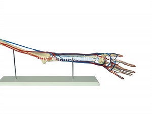 [Hot Item] Human Upper Arm with Blood Vessels Anatomical Model Teaching Manikin