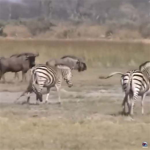 30K views · 239 reactions | Wild Dogs enjoy Zebra waste after giving birth | Myiphoneอุดรธานี มือถือแบรนด์แท้ ราคาถูกสุดในประเทศ | Facebook