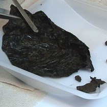 Video: Isolation of Native Soil Microorganisms with Potential for Breaking Down Biodegradable Plastic Mulch Films Used in Agriculture