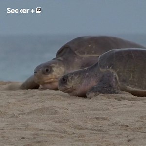 Baby-making season is in full swing for sea turtles. | Seeker by The Verge