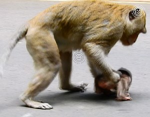 O.M.G! Heartbreaking! When I hear the baby monkey crying that loudly, my eyes start to tear up. Because Aron pulled her so hard on the road, perhaps he had injuries to his body. | Monkey Mono