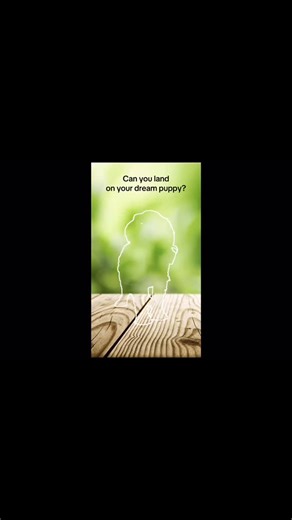 🚨 Can you stop the video on YOUR dream puppy? 🚨 Five little Australian Labradoodle puppies are ready to steal your heart 💕 Each one is raised with love and socialization so they grow into the perfect family companion. From their soft coats to their joyful temperaments, it’s no wonder that Noble Vestal Labradoodles is considered the best of the breed for families. 👉 Play the game: Tap to see if you can stop the video on your favorite puppy! 👉 Imagine one of these sweet faces waiting at your 