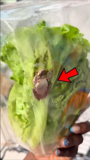 Lettuce Under The MICROSCOPE 😱