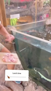 The Reptile Zoo on Reels