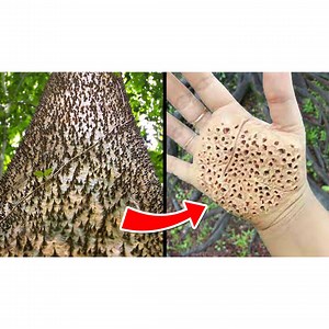 ⚠️🌳 Most Dangerous Trees You Should Never Touch 🌳⚠️ Believe it or not, some trees are so hazardous that even standing too close can be a death sentence! There are trees that produce deadly poisons, trees with trunks lined with thorns, and trees whose seeds explode with the force of a hand grenade! Let's investigate some of the world’s most dangerous trees and plants that you should never, ever touch! | Be Amazed