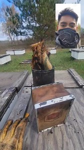 The Importance of Smoker : The smoke actually masks bees' alarm pheromones. Smoke causes bees to prepare to leave their hive because they believe it is on fire. They begin to eat lots of honey, thinking they need the energy to go find a new home. Engorged with honey, their abdomens are so full it makes it hard for them to sting. SAKTO KAAYO. | King Bee PH