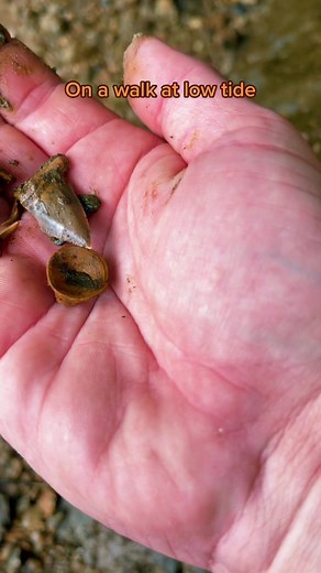 fossilhuntersusa on TikTok