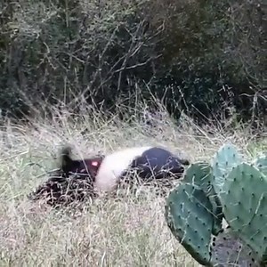 Thoughts on this shot?? | Elusive Wildlife Technologies, LP