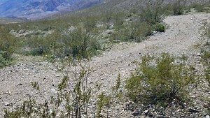 1.9K views · 131 reactions | Found this mysterious rusty old beer can in a very remote part of the desert the other day....I've never even heard of this brand! . . . . . . #explore #urbex #urbanexploration #abandoned #abandonedplaces #Mojave #Mojavedesert #desert #weird #odd #roadsideAttraction #Atlasobscura #roadtrippers #roadsideAmerica #wonderhussy #adventures #ghosttown #deathvalley #mystery #mysterious #oldcans #oldbeer | Wonderhussy | Facebook
