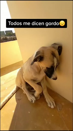 Sad Dog Contemplates Life Indoors