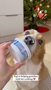 32 reactions | Topi the Corgi on Reels | Facebook