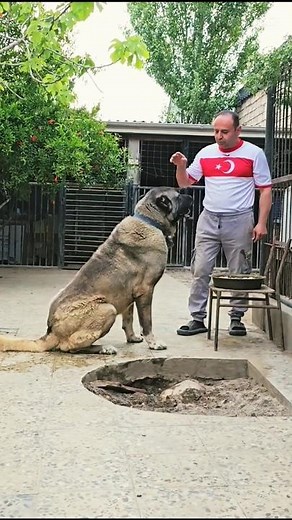 big boss 💪, Russian mastiff, Italian mastiff dog. #dog #kangal #malinois #huntingdog #canecorso #dog