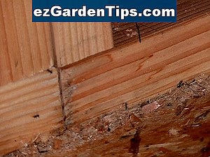 Comment se débarrasser des termites dans le bois de paysage 🌱 Conseils Jardiniers - Fr.ezGardenTips.com
