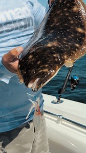 Fluke ❤️ the Squidtrex. #craftedbyexperience #NomadDesignAustralia #fishingaustralia #lurefishing #NomadDesign #squidtrex #flukefishingg | Nomad Design Tackle