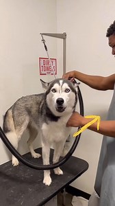 1.8M views · 47K reactions | Husky “Singing in the Shower” at the Groomers | The Husky Moon | Facebook